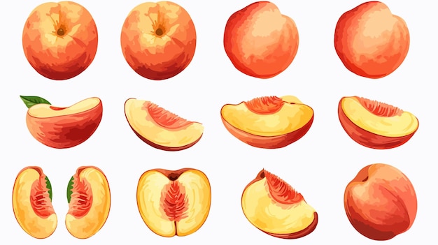 Vector set of fresh peach and peach slices hand drawn watercolor illustration