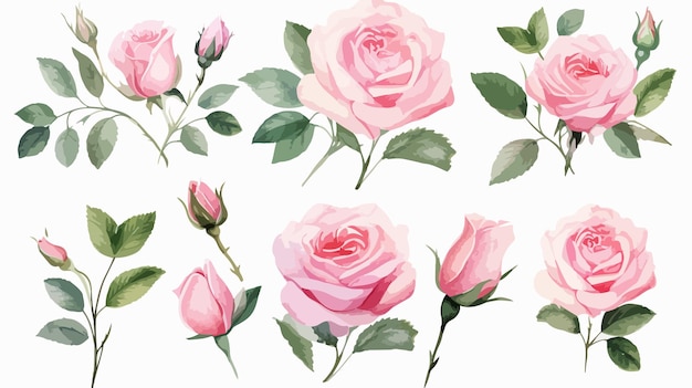 Set of Fresh Pink Rose Flowers and Green Leaves Isolated on White Background