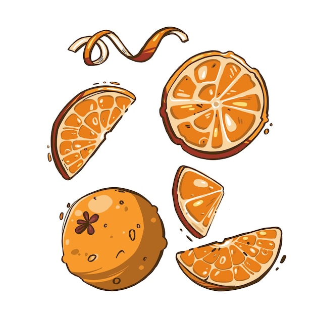 Set of fresh whole half cut slice and leaves orange fruit isolated Vector illustration