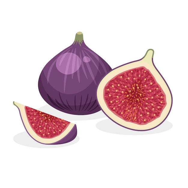 Set of fresh whole, half, cut slice and piece of fig isolated on white background. Vegan food icons in a trendy cartoon style. Healthy concept.