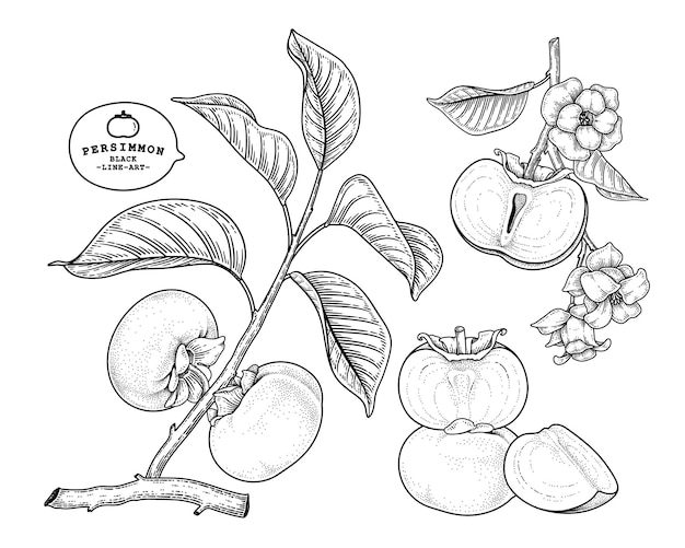 Set of fuyu persimmon fruit hand drawn elements botanical illustration