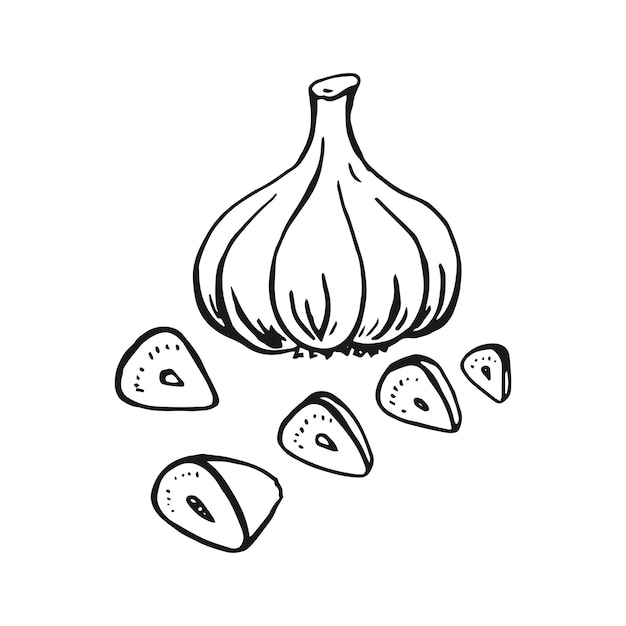 Set of garlic outline Hand drawn vector illustration Farm market product isolated vegetable engraved bunch of garlic