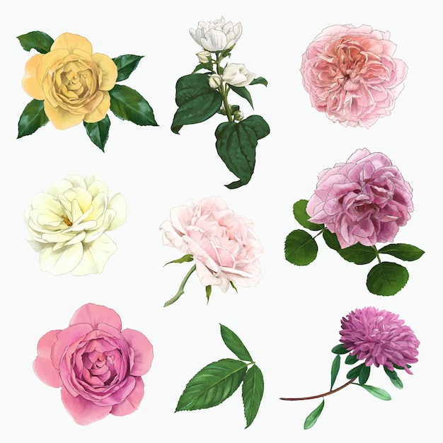 Set of gentle english roses hand drawn vector