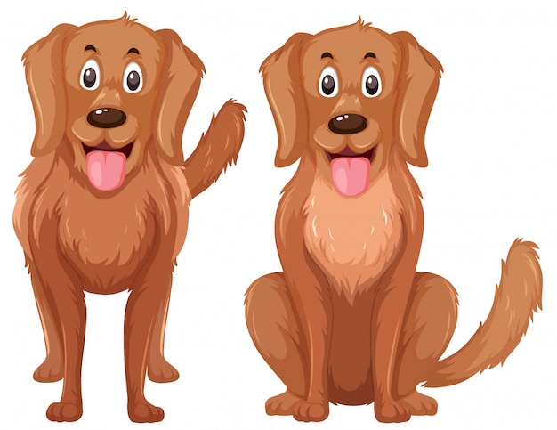 A set of golden retriever