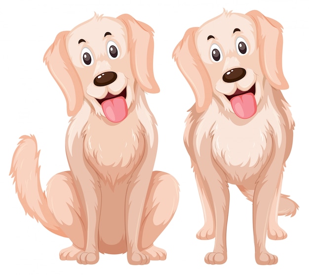 A set of golden retriever