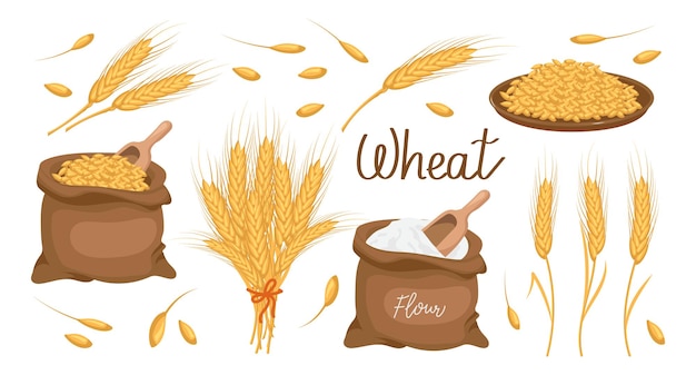 A set of grains and spikelets of wheat Wheat plant wheat grains in a plate and a bag wheat flour