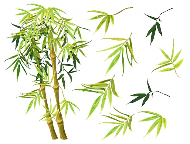 Set of green bamboo stems and leaves.