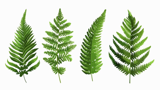 Vector a set of green fern leaves with a white background