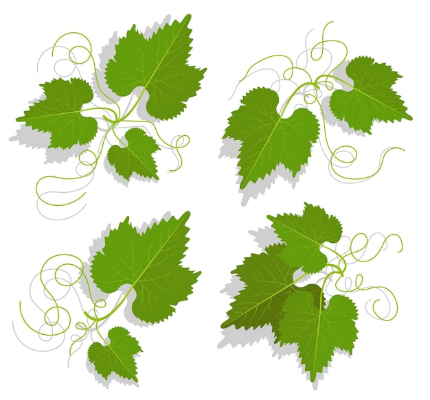 Set of green grape leaves with twirled tendrils Winemaking and gardening Cartoon vector isolated on white background