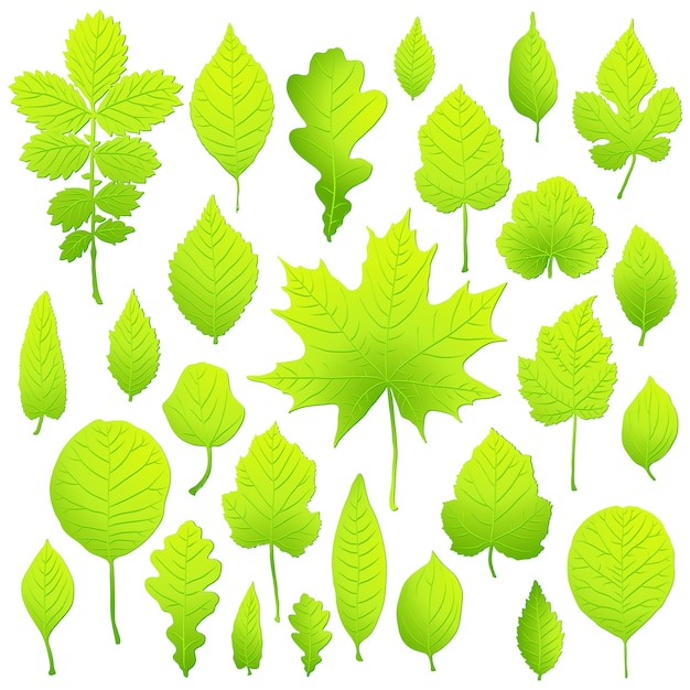 Set of green leaves isolated on white background