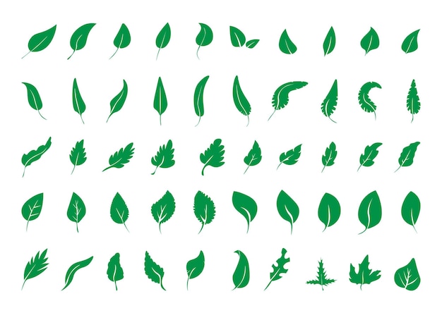 Set of green leaves