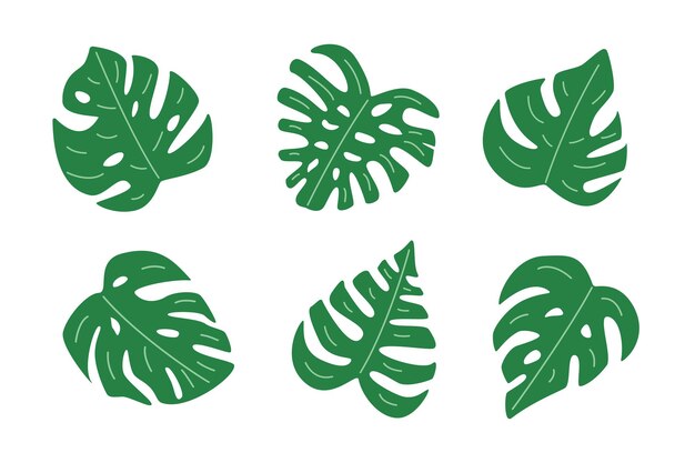 Set of green Monstera leaves, tropical jungle plant. Vector illustration in a flat style.