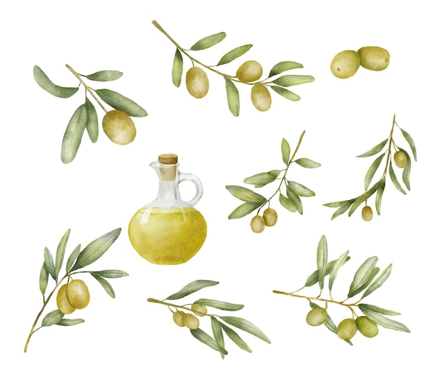 Set of Green olive branch and oil bottle watercolor drawing Hand drawn illustration with olive leaves isolated on white