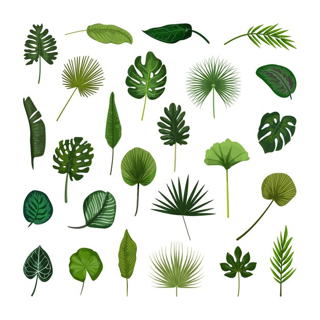 Set of green tropical leaves