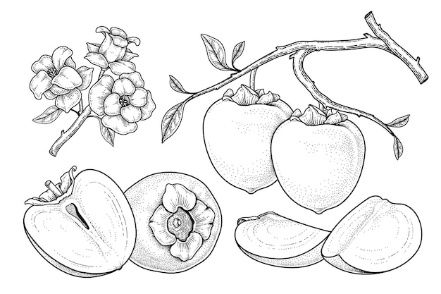 Set of hachiya persimmon fruit hand drawn elements botanical illustration