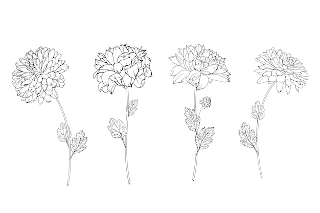 Set of hand drawn black outline flowers chrysanthemum on stem and leaves.