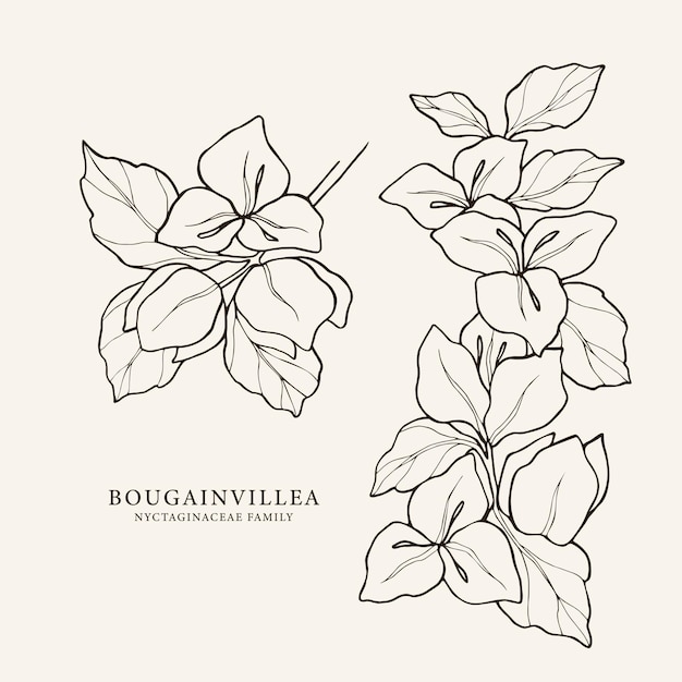 Set of hand drawn bougainvillea flowers