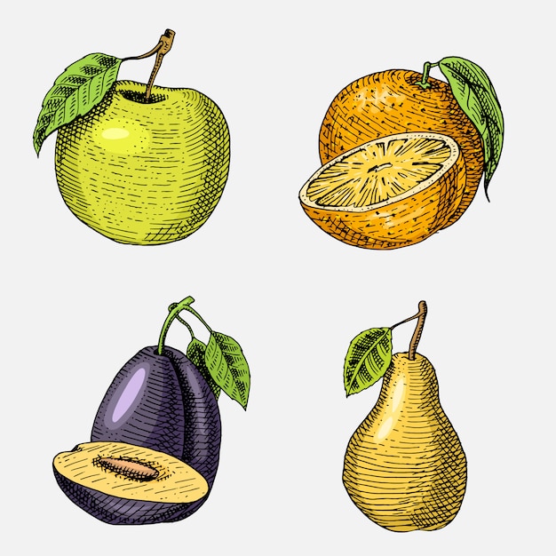 Set of hand drawn, engraved fresh fruits, vegetarian food, plants, vintage looking green apple, orange and pear, plum.