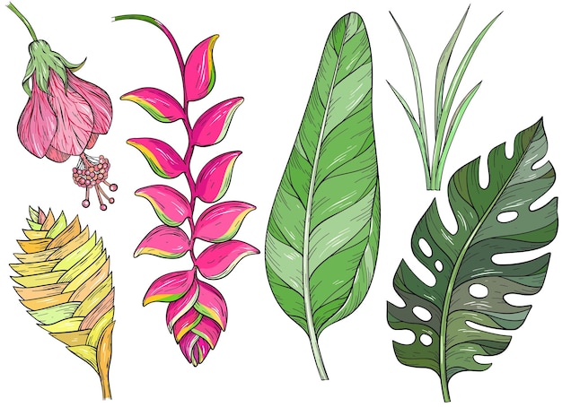 Set of hand drawn jungle leaves and exotic flowers