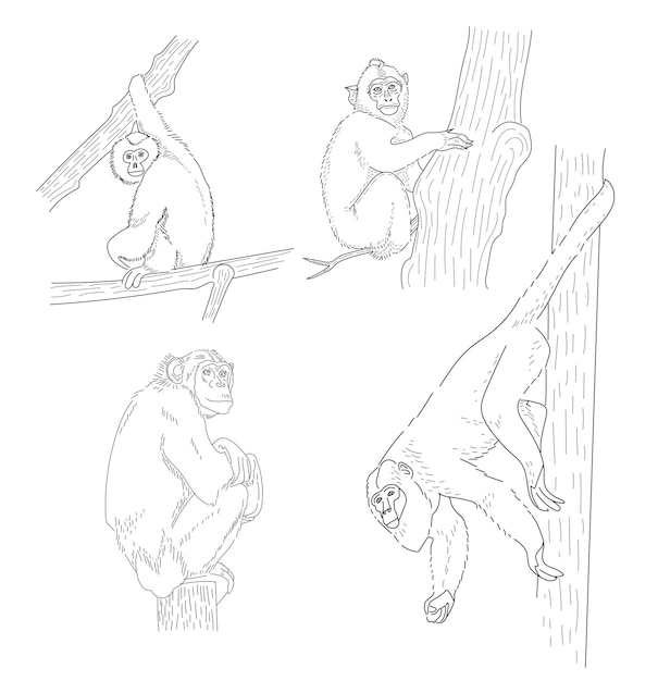 Set of hand drawn monkeys