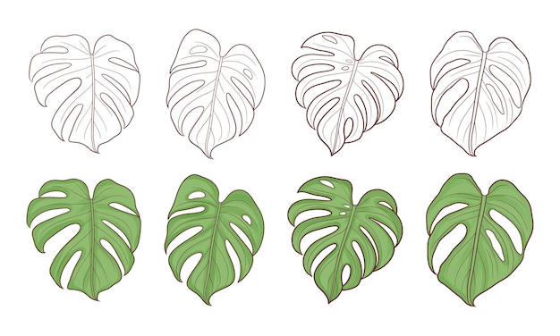 Set of hand drawn monstera leaves