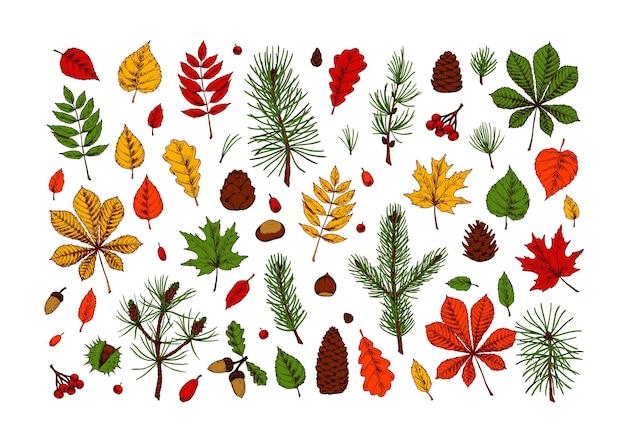 Set of hand drawn multicolored forest design elements