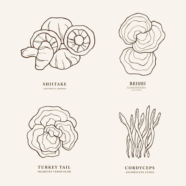 Vector set of hand drawn mushrooms. shiitake, turkey tail, cordyceps, reishi