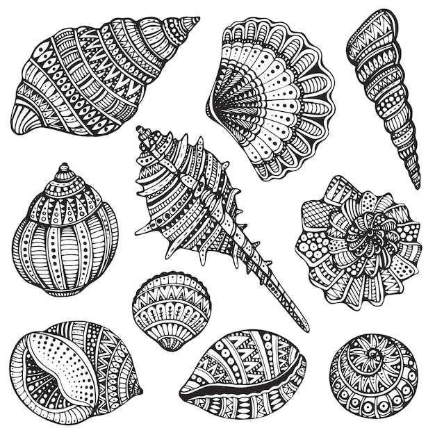 Set of hand drawn ornate seashells