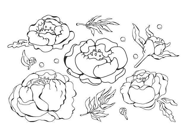 set of hand drawn peonies flowers floral sketch