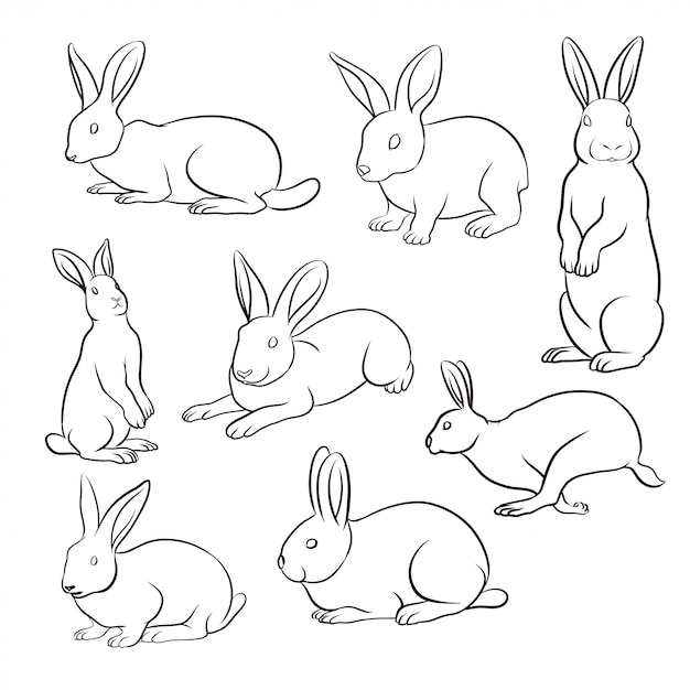 Set of hand drawn rabbit