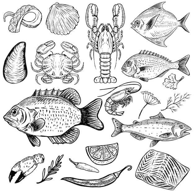 Set of hand drawn seafood illustrations  on white background. Fish, crab, lobster, oyster, shrimp. spices.  elements for menu, poster.  illustration