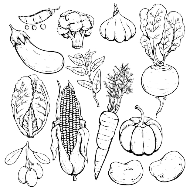 set of hand drawn or sketch fresh vegetables