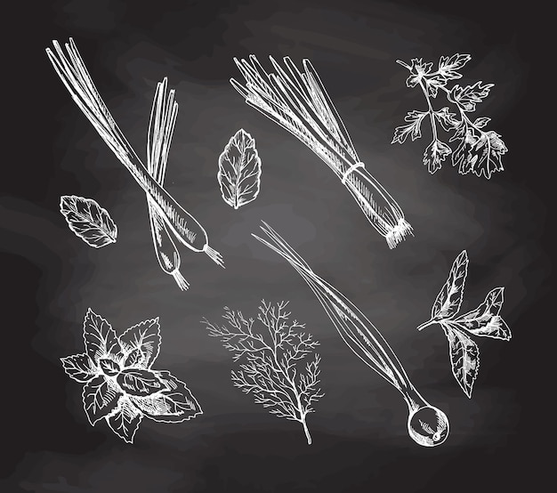 A set of hand drawn sketches of herbs and seasonings on chalkboard background