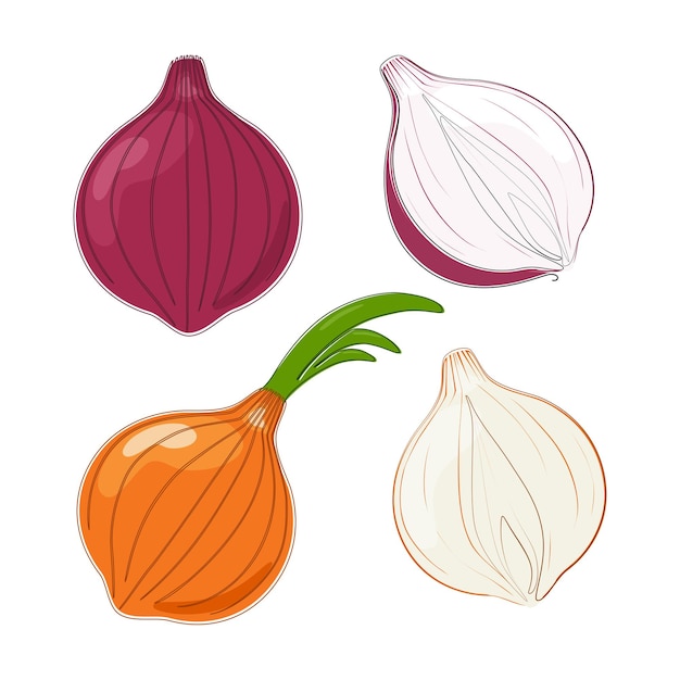 Set of hand drawn sliced onion in flat design