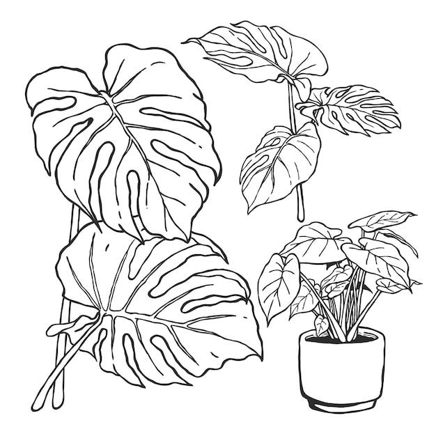 a set of hand drawn tropical plants line art illustration