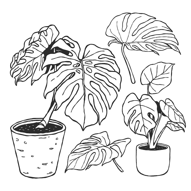 a set of hand drawn tropical plants line art illustration