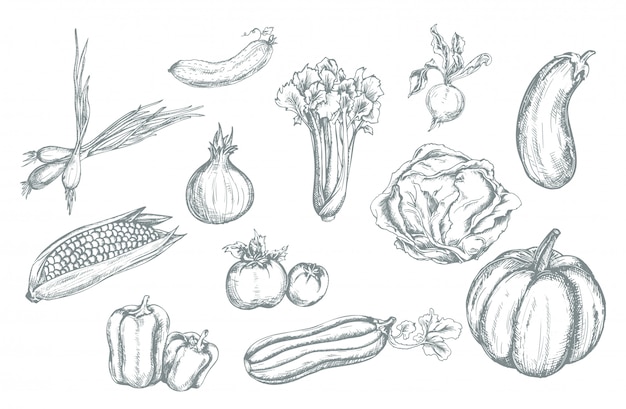  set hand drawn vegetables.