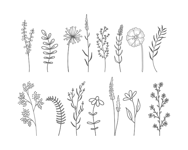 Set of hand drawn wildflowers and herbs. 