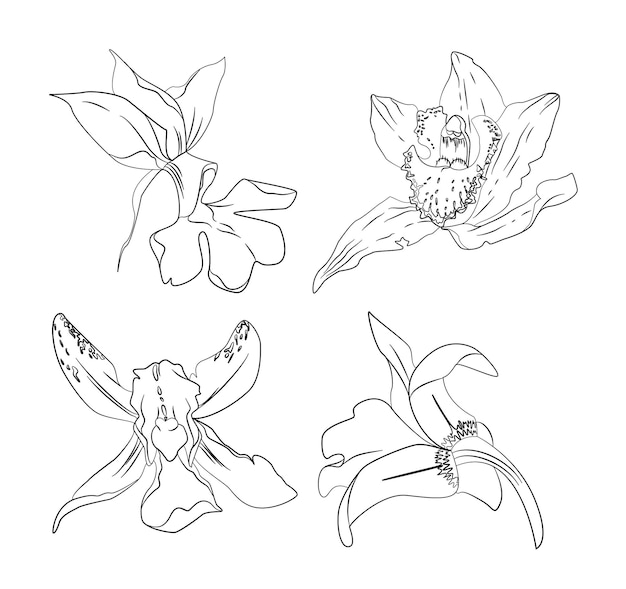 Set of handdrawn orchid flowers