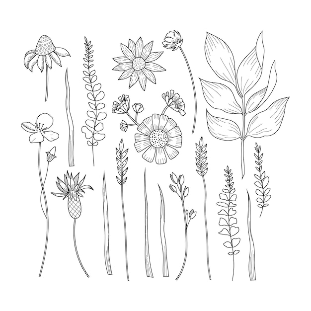 Set of handdrawn vector outline elements Meadow herbs and flowers