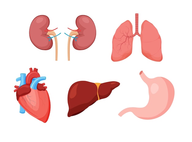 Set of healthy human internal organs