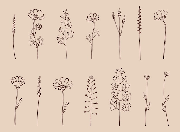 Set of herbs and wild flowers Hand drawn floral elements Vector illustration