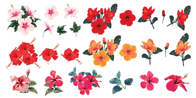 Set of Hibiscus flowers isolated collection