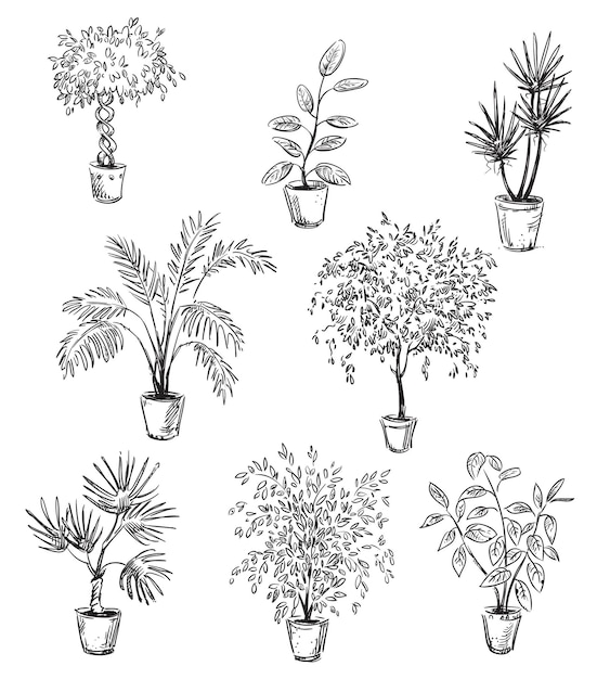 Set of home flowers in pots, vector drawing, fully editable