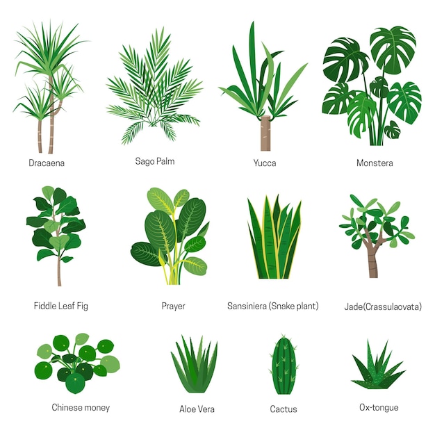 Set of house plants or home flowers with names