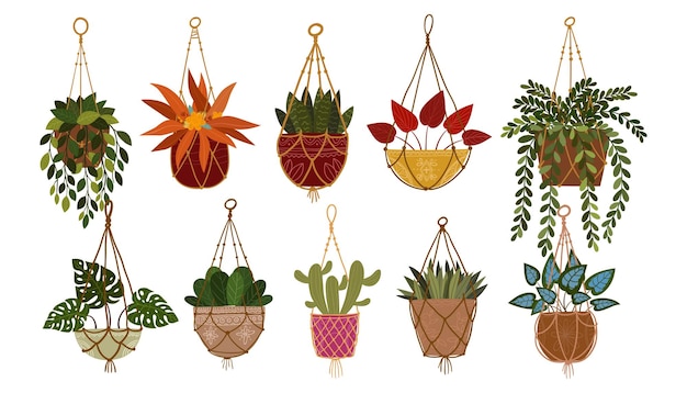 Set of houseplants hanging on rope illustration Houseplants for interior home or office decoration