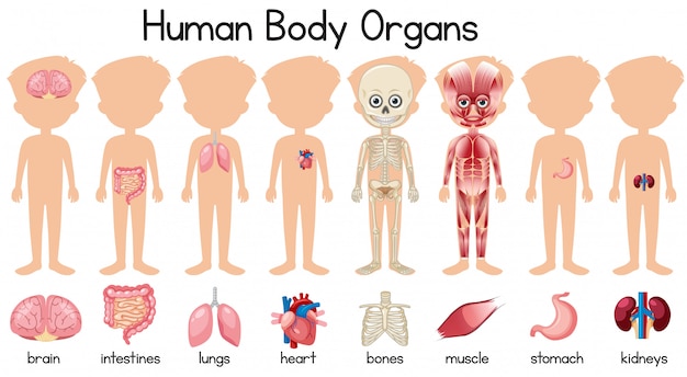 Vector a set of human body organs