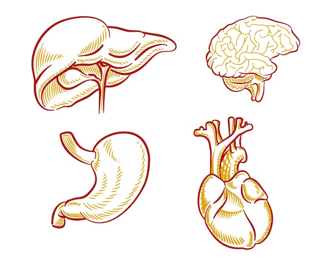 Set of Human organs illustration for design element