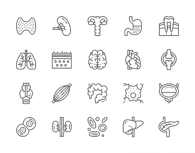 Set of Human Organs Line Icons.  