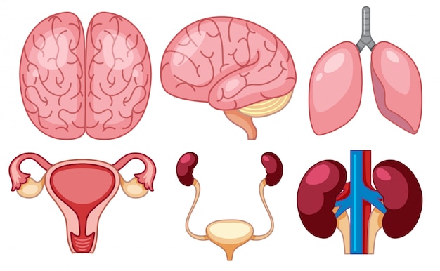 Vector a set of human organs